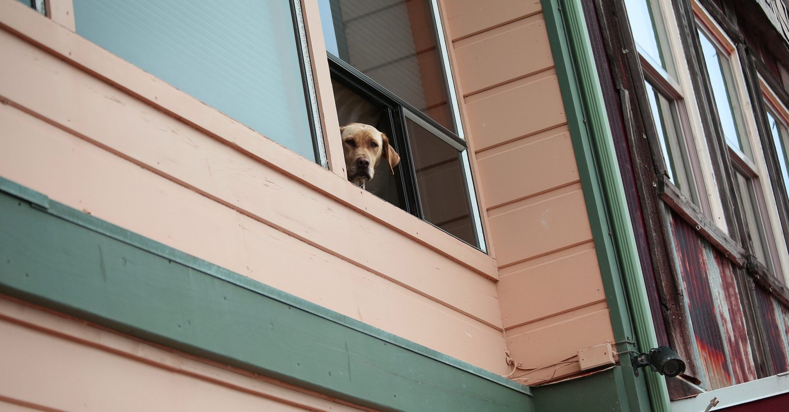 Separation Anxiety: Loneliness Woes (image credits: wikimedia)