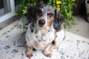 11 Dog Heart Stealing Breeds With The Most Emotionally Expressive Looks