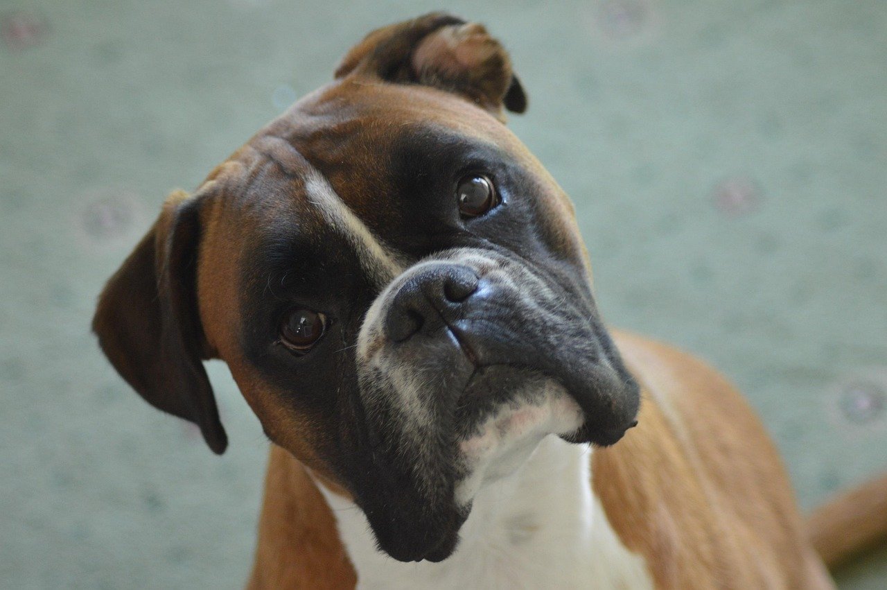 Boxer: The Energetic Guardian (image credits: pixabay)