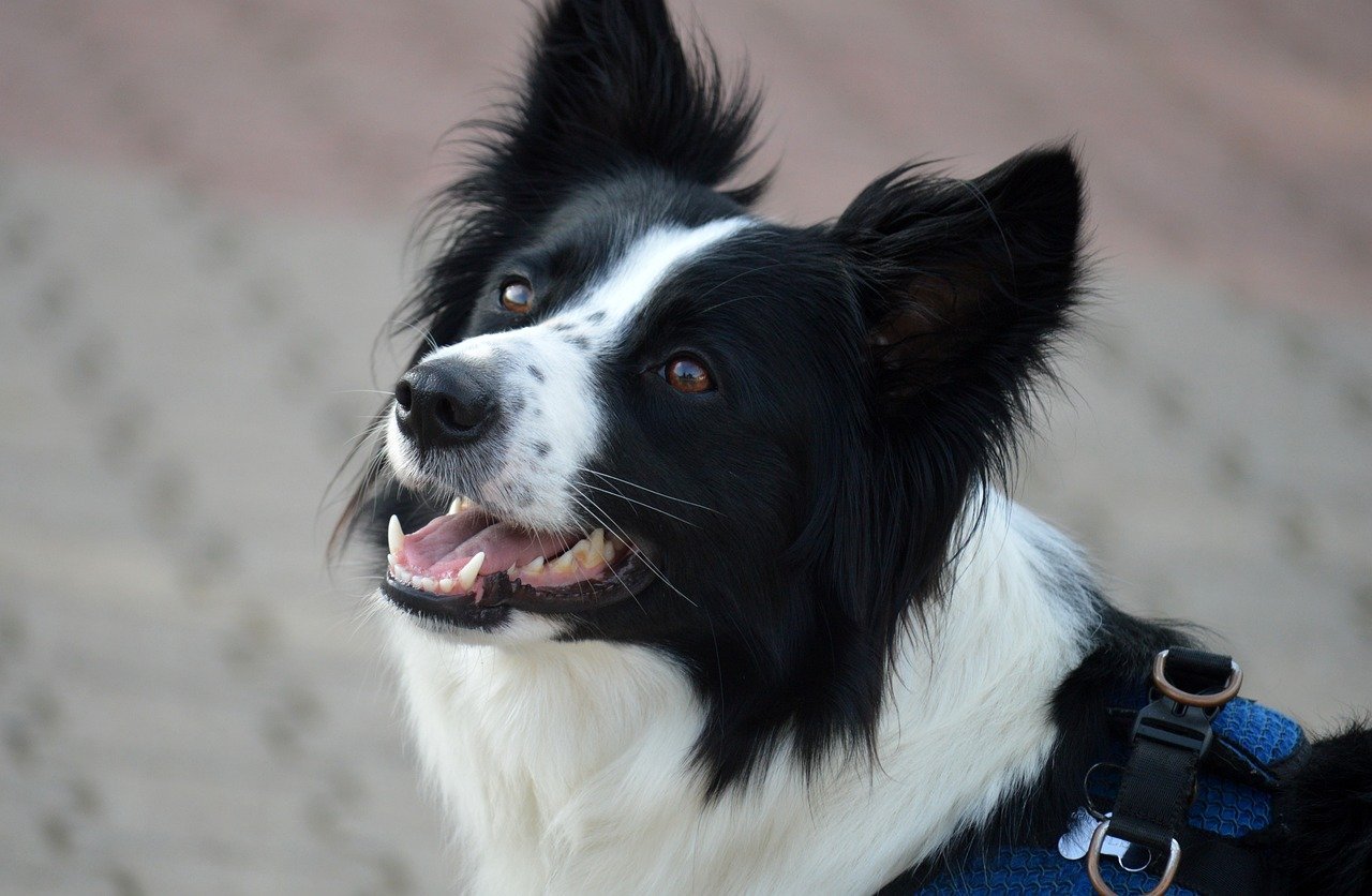 1. Border Collie: The Intelligent Workhorse (image credits: pixabay)