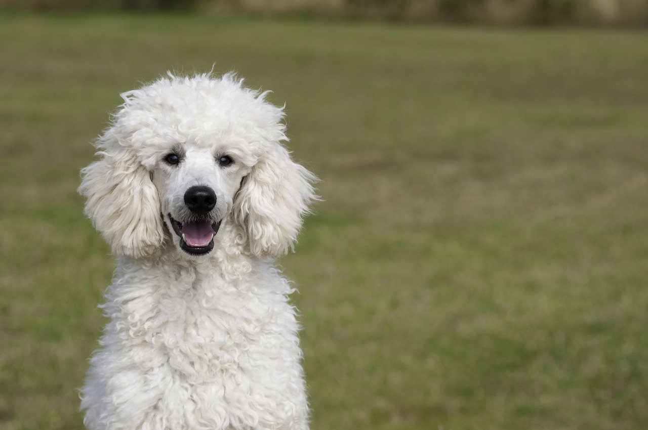 3. Poodle: The Elegant Performer (image credits: pixabay)