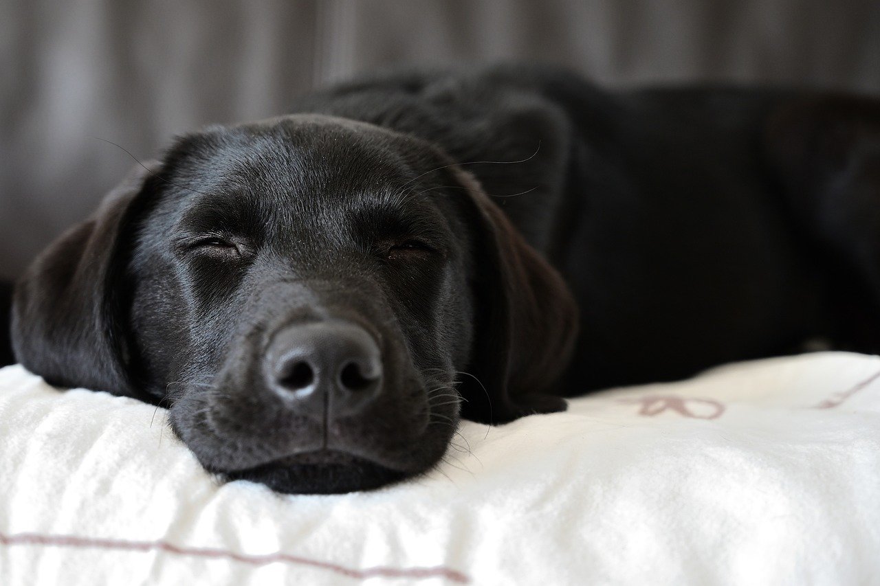 4. Labrador Retriever: The Friendly Companion (image credits: pixabay)