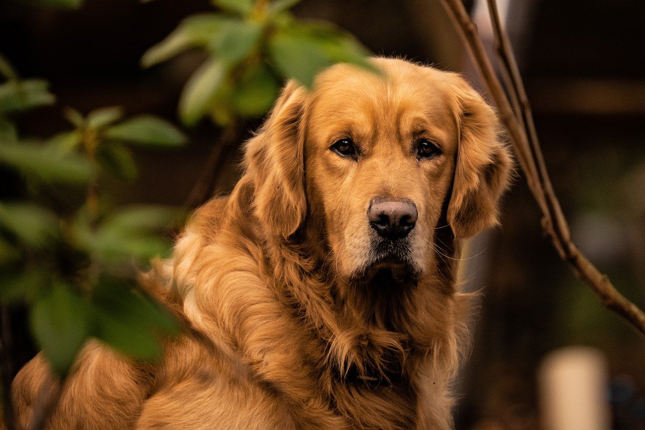 5. Golden Retriever: The Gentle Learner (image credits: pixabay)