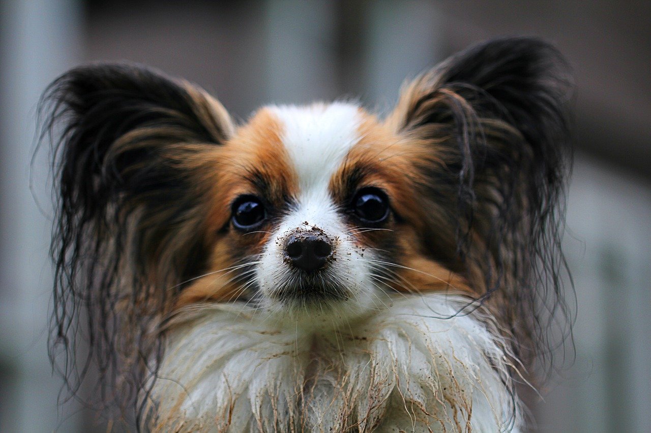 8. Papillon: The Spirited Performer (image credits: pixabay)