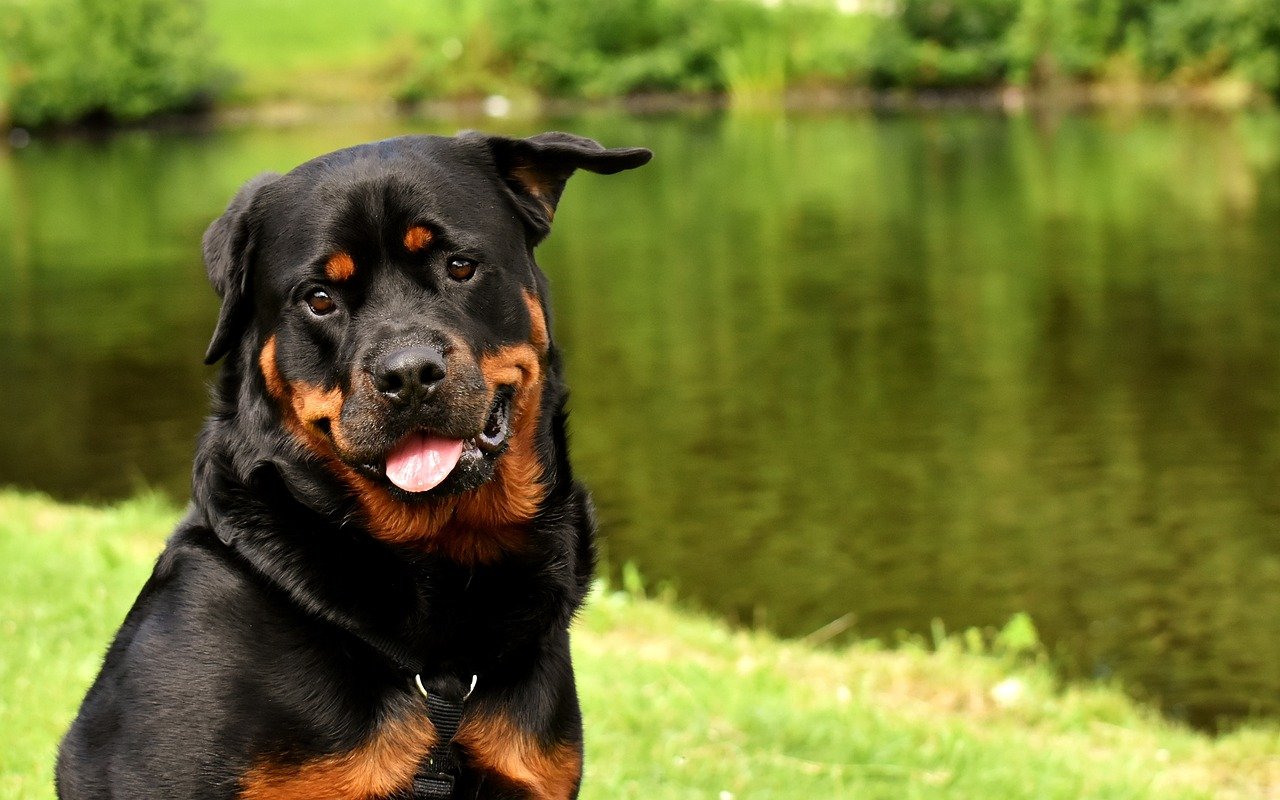 9. Rottweiler: The Confident Protector (image credits: pixabay)