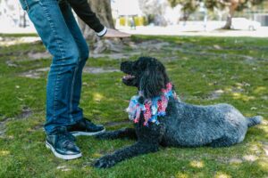 10 Ways to Improve Communication With Your Dog