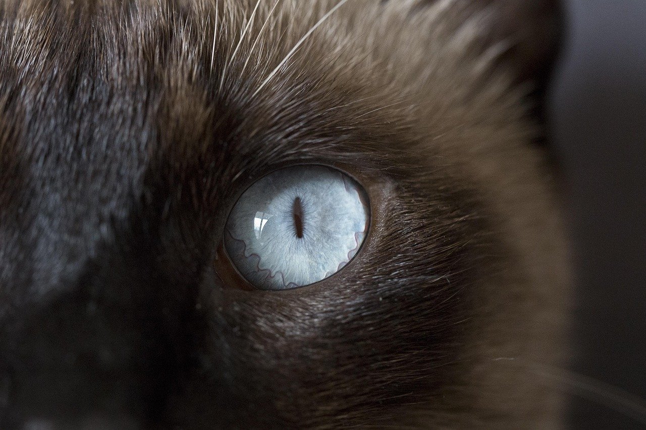 Blue Eyes That Captivate (image credits: pixabay)