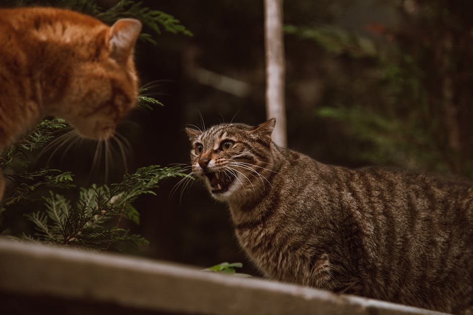 Aggression: The Defensive Shield (image credits: pexels)