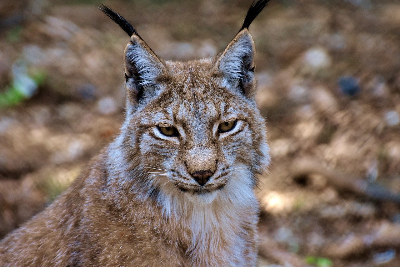 The Powerful Lynx: A Solitary Wanderer (image credits: pixabay)