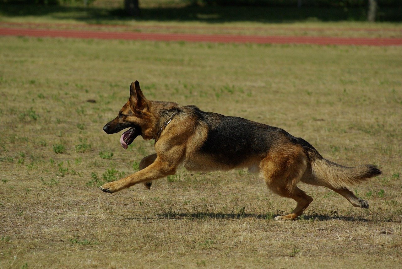 Engage in Play and Exercise (image credits: pixabay)