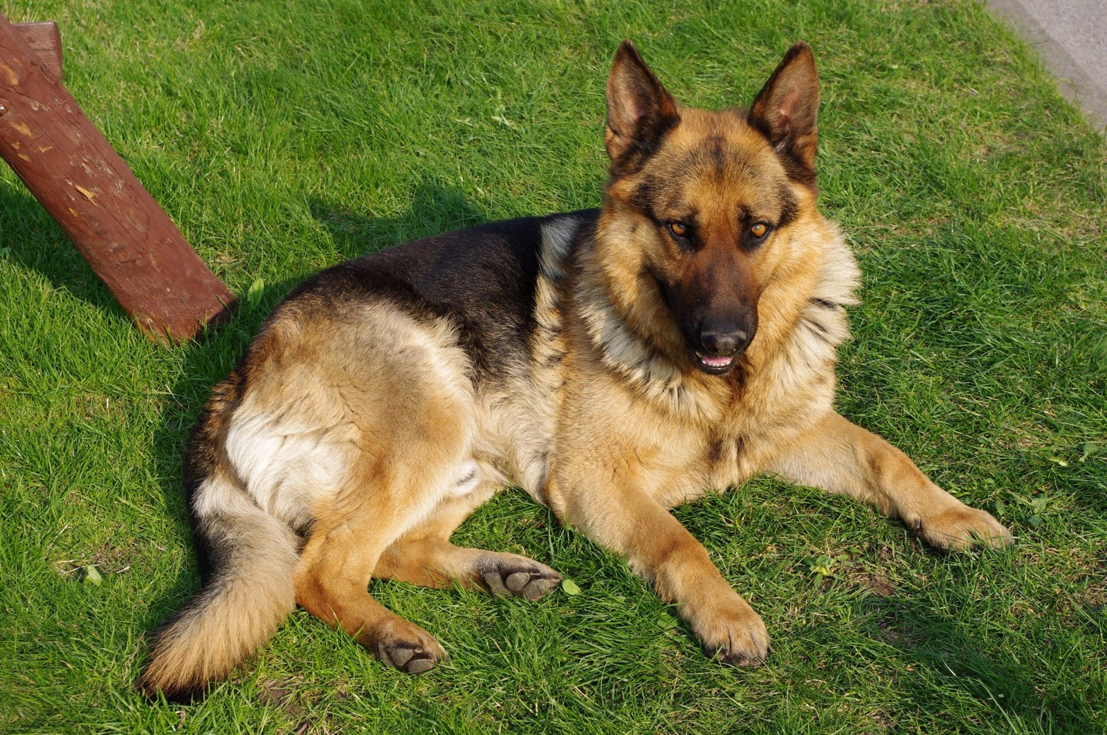 1. German Shepherd (image credits: wikimedia)