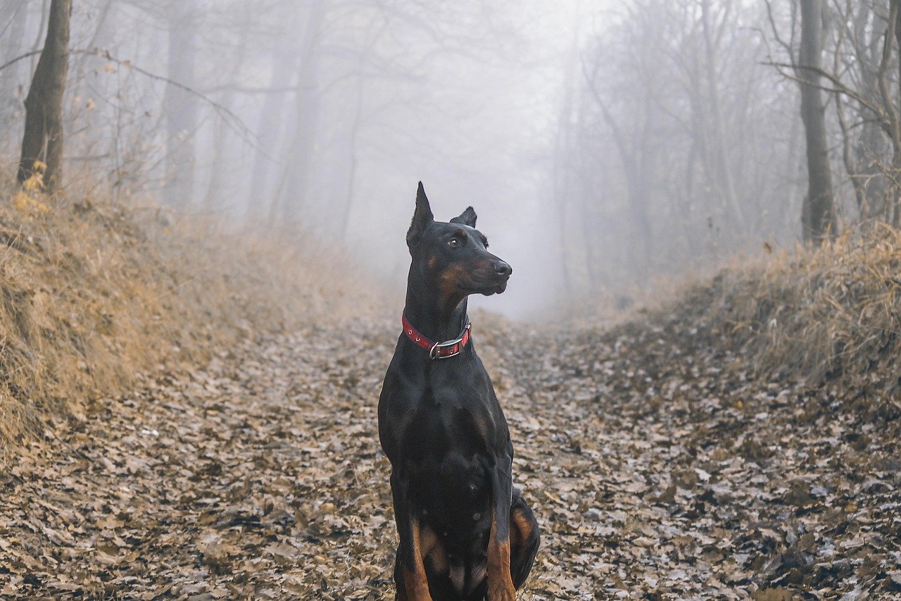 2. Doberman Pinscher (image credits: pixabay)