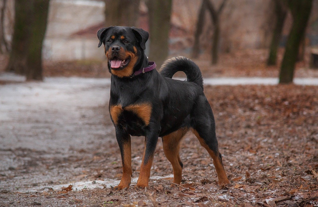 3. Rottweiler (image credits: pixabay)