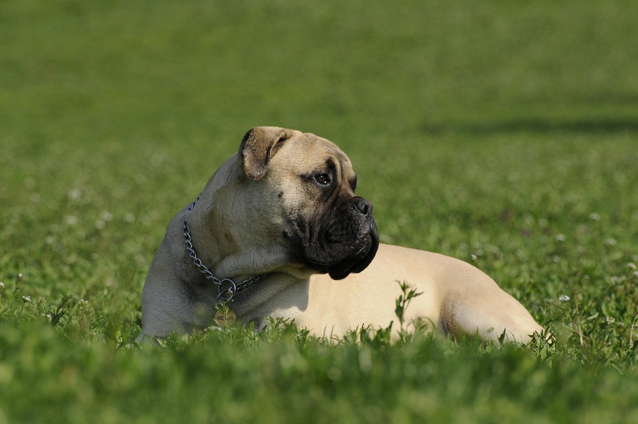 4. Bullmastiff (image credits: pixabay)