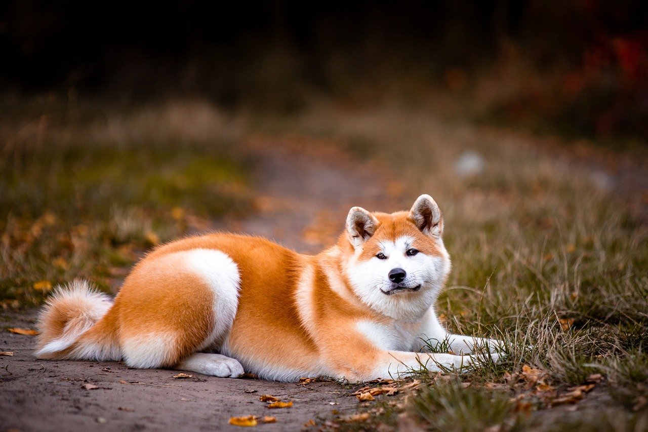5. Akita (image credits: pixabay)
