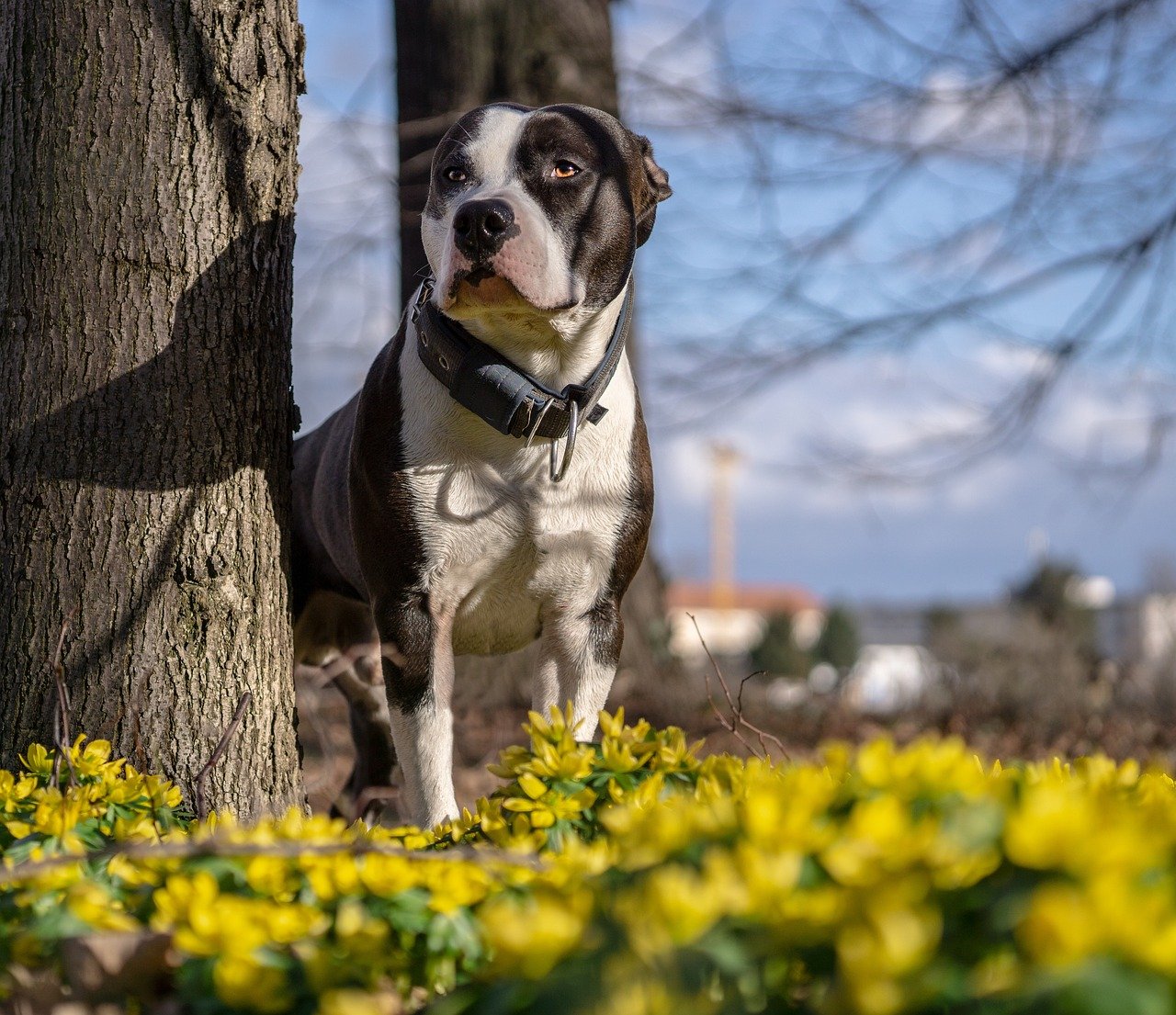 8. Staffordshire Bull Terrier (image credits: pixabay)