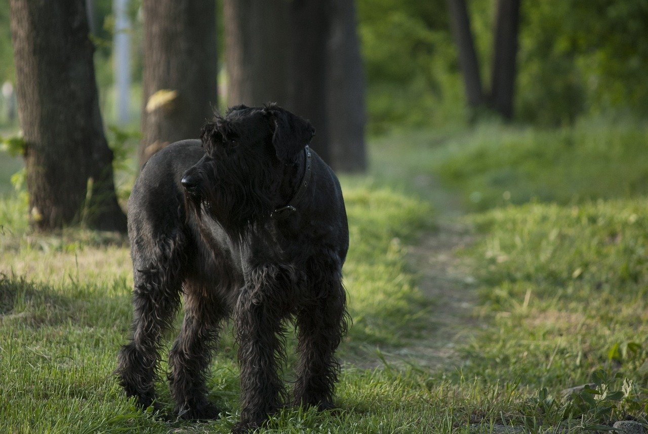 9. Giant Schnauzer (image credits: pixabay)