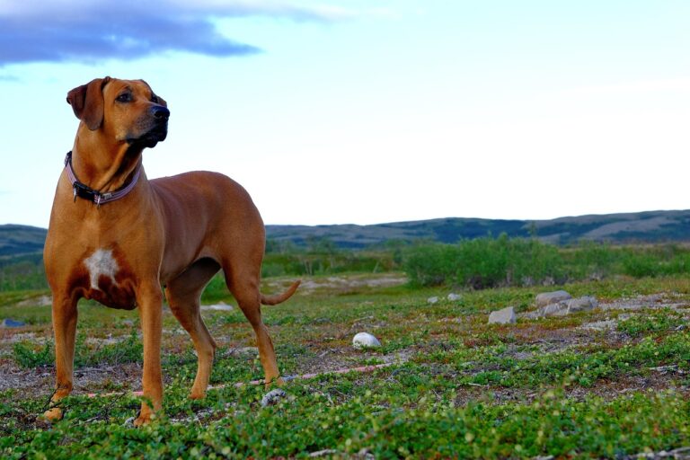 10 Dog Breeds With an Extremely High Territorial Nature