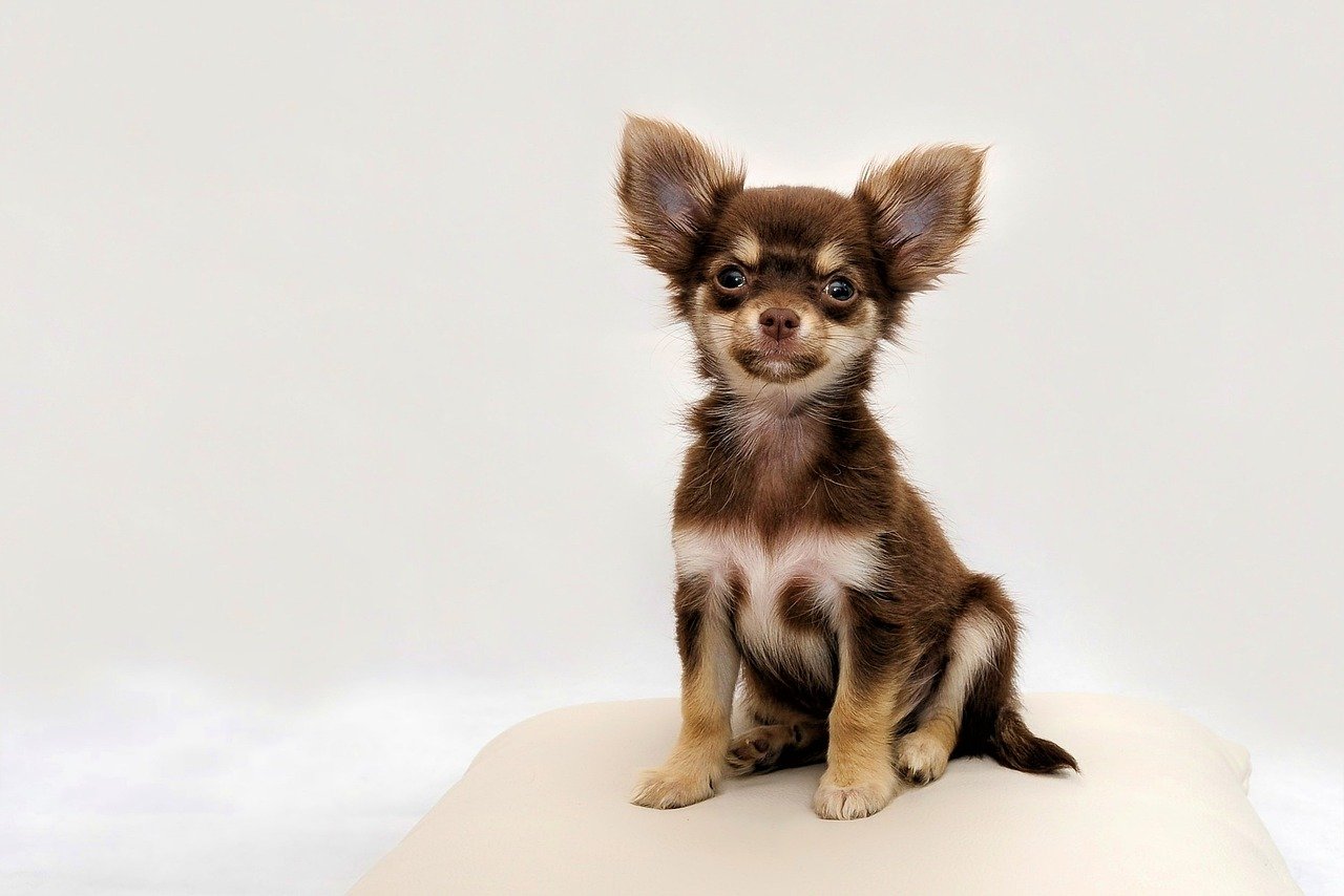 Chihuahuas Are Related to One of the Oldest Dog Breeds (image credits: pixabay)