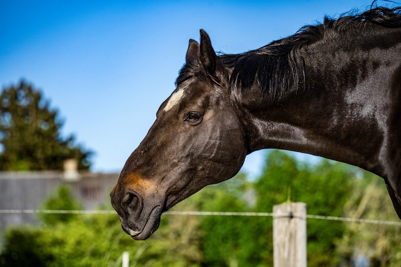 Playful Behavior (image credits: pixabay)