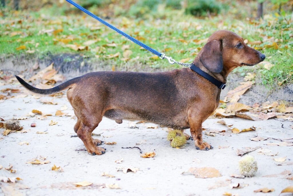 Dachshund: The Little Hot Dog