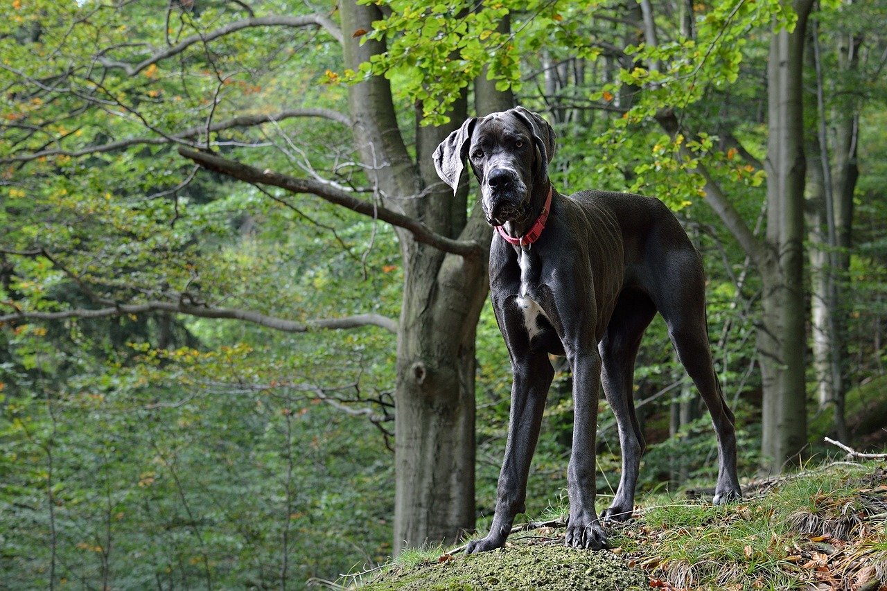 1. Great Dane (image credits: pixabay)