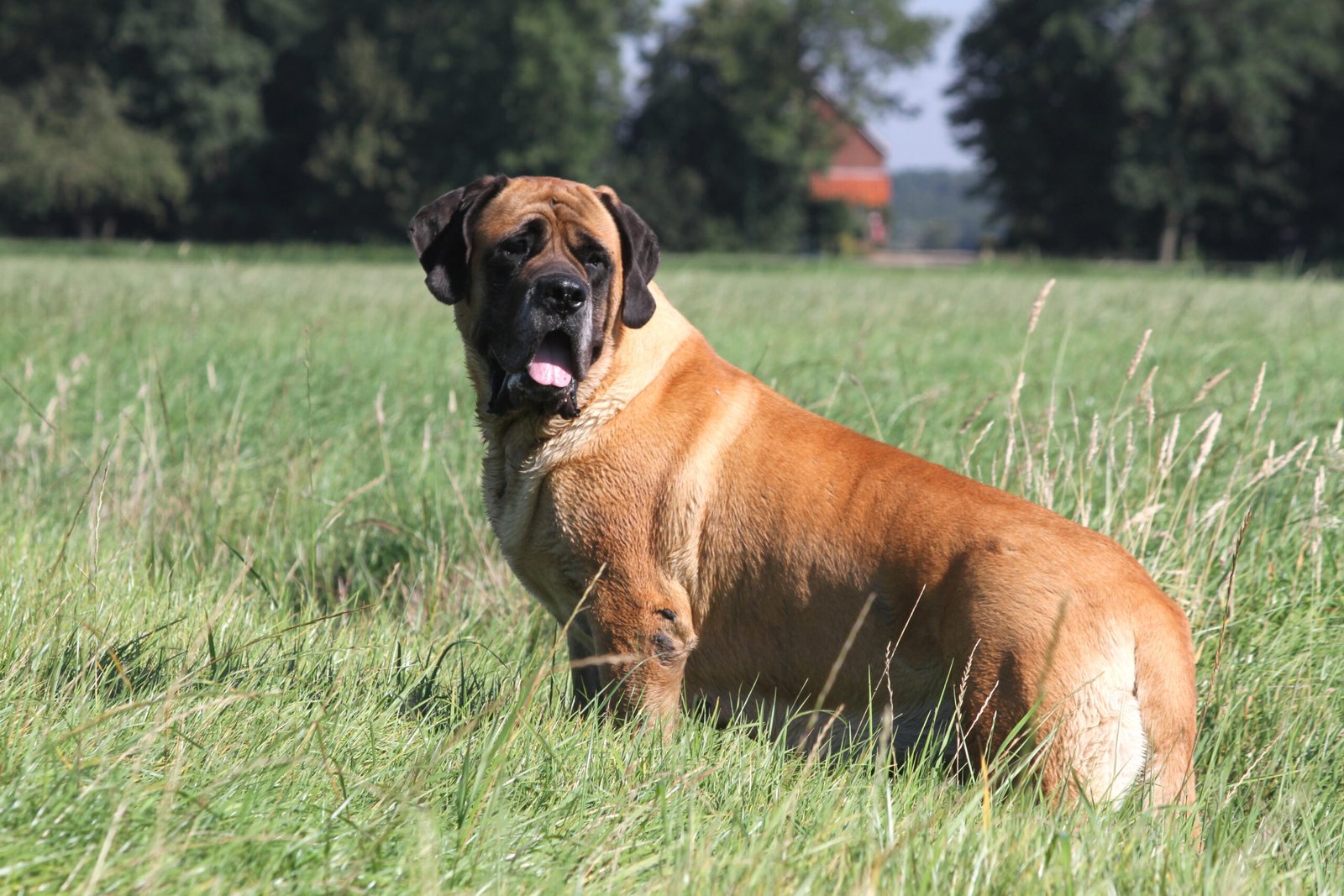 6. English Mastiff (image credits: wikimedia)