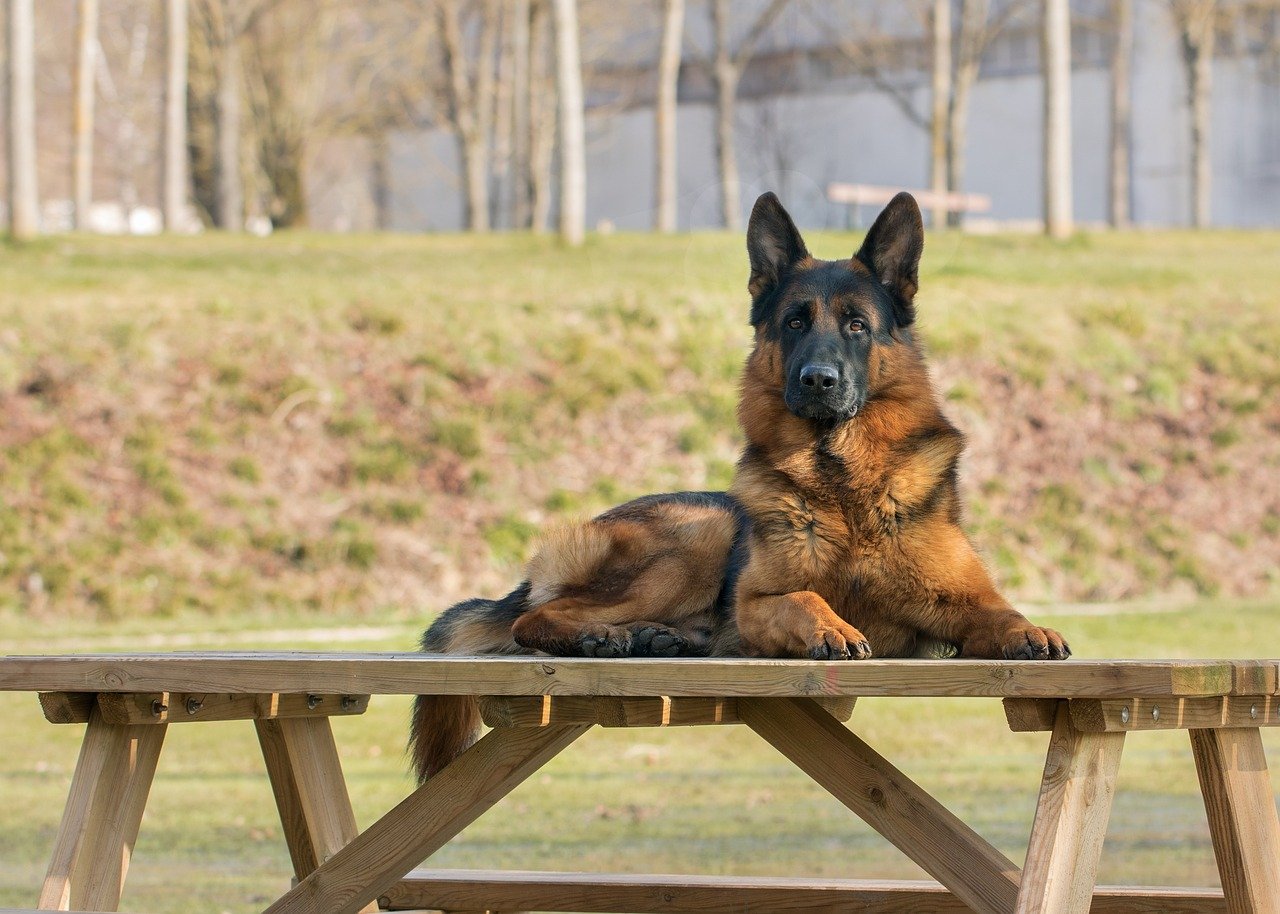 7. German Shepherd (image credits: pixabay)