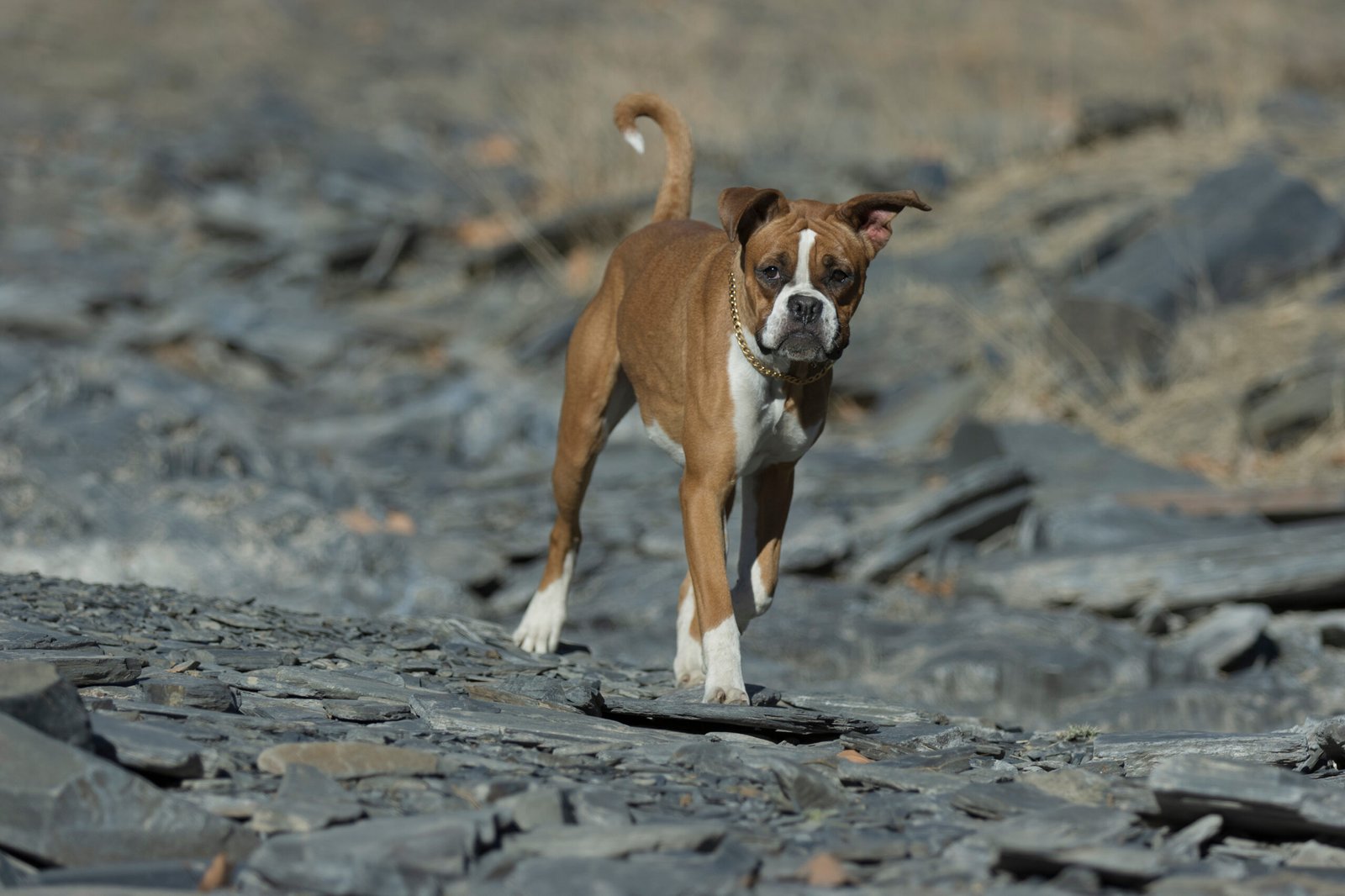 9. Boxer (image credits: wikimedia)