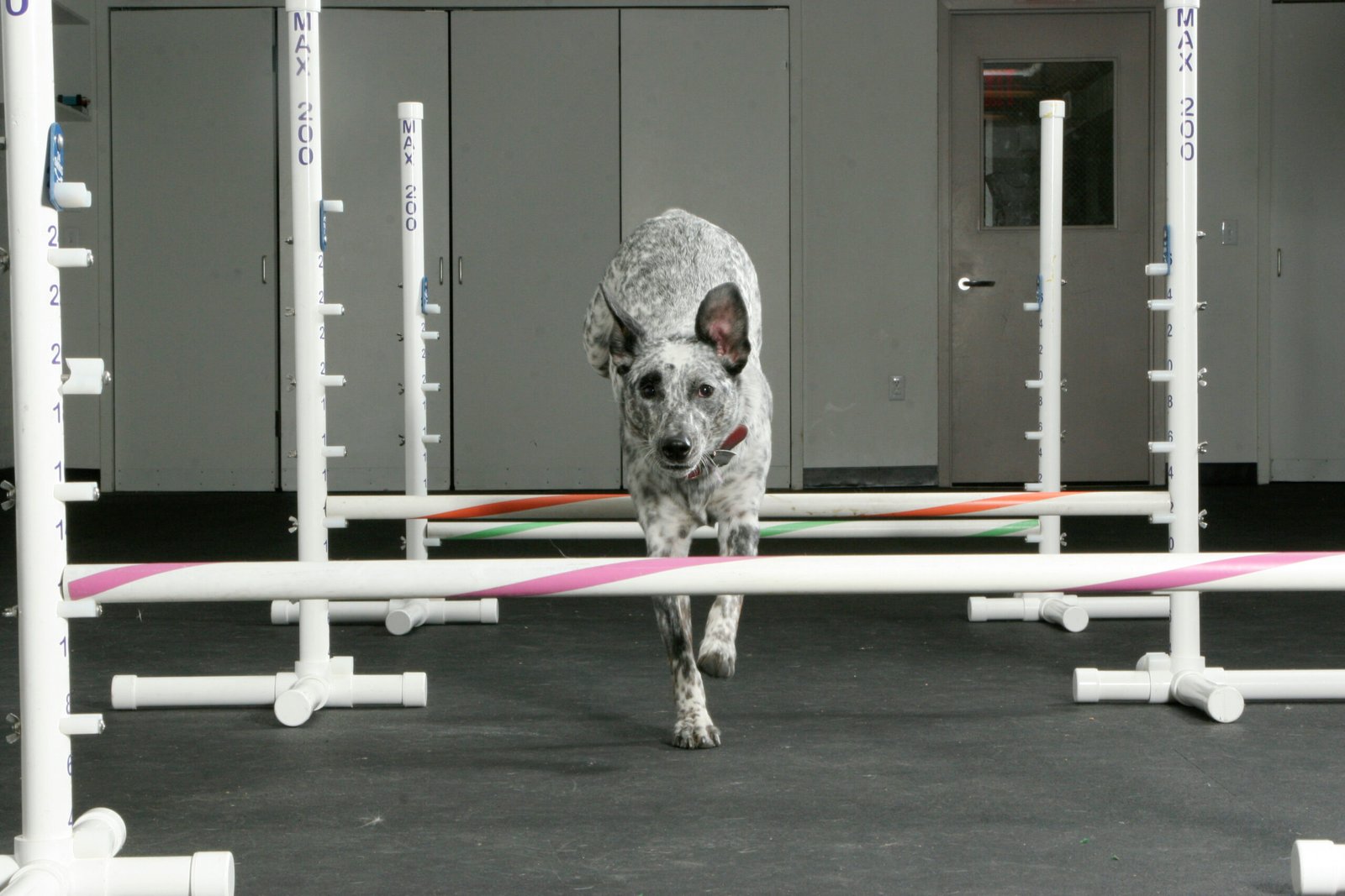 Agility Training (image credits: wikimedia)
