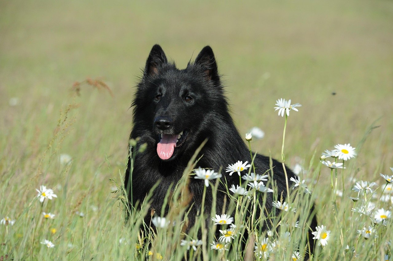 The Origins of the Belgian Sheepdog (image credits: pixabay)