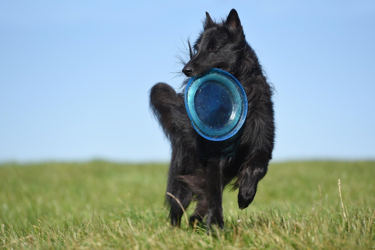 The Joy of Owning a Belgian Sheepdog (image credits: pixabay)