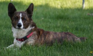 The Cardigan Welsh Corgi: An Active and Intelligent Bundle of Energy