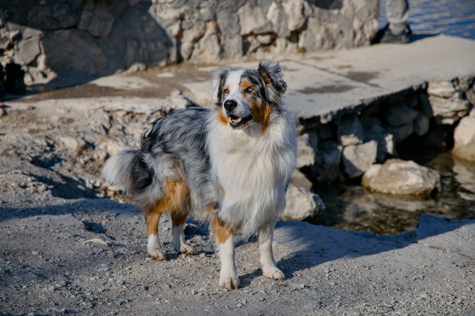 Australian Shepherd