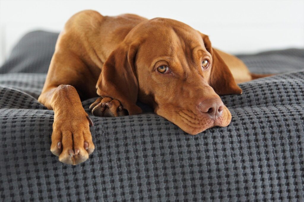 15 Best Medium-Sized Dog Breeds For Those Wanting a Balanced Pet