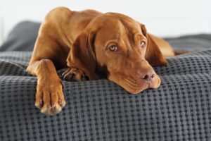 15 Best Medium-Sized Dog Breeds For Those Wanting a Balanced Pet