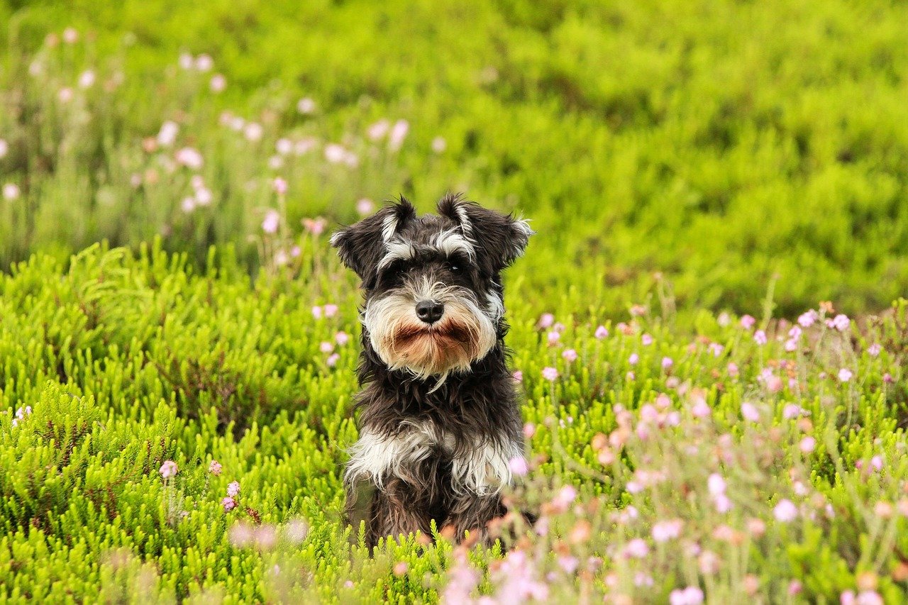 Miniature Schnauzer (image credits: pixabay)