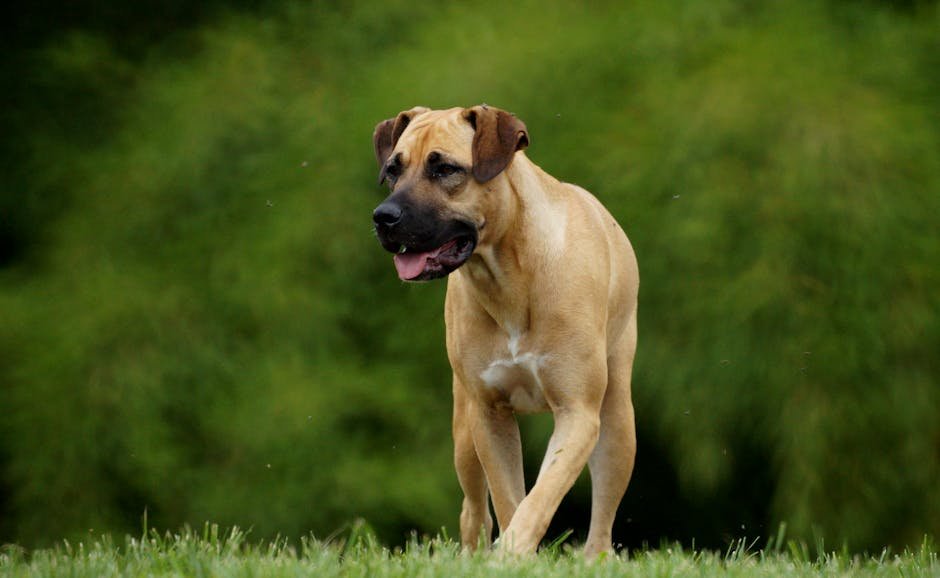 Boerboel: The South African Guardian