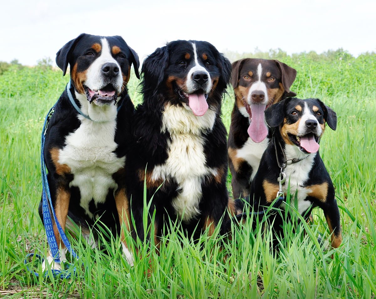 Greater Swiss Mountain Dog: The Reliable Worker (image credits: wikimedia)