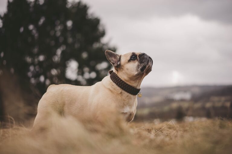 The Loyal French Bulldog