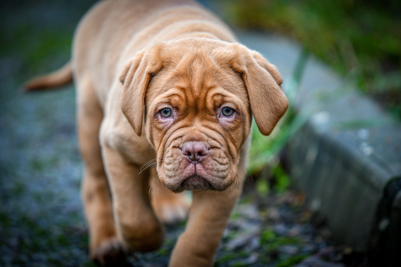 The Majestic Dogue de Bordeaux (image credits: pixabay)