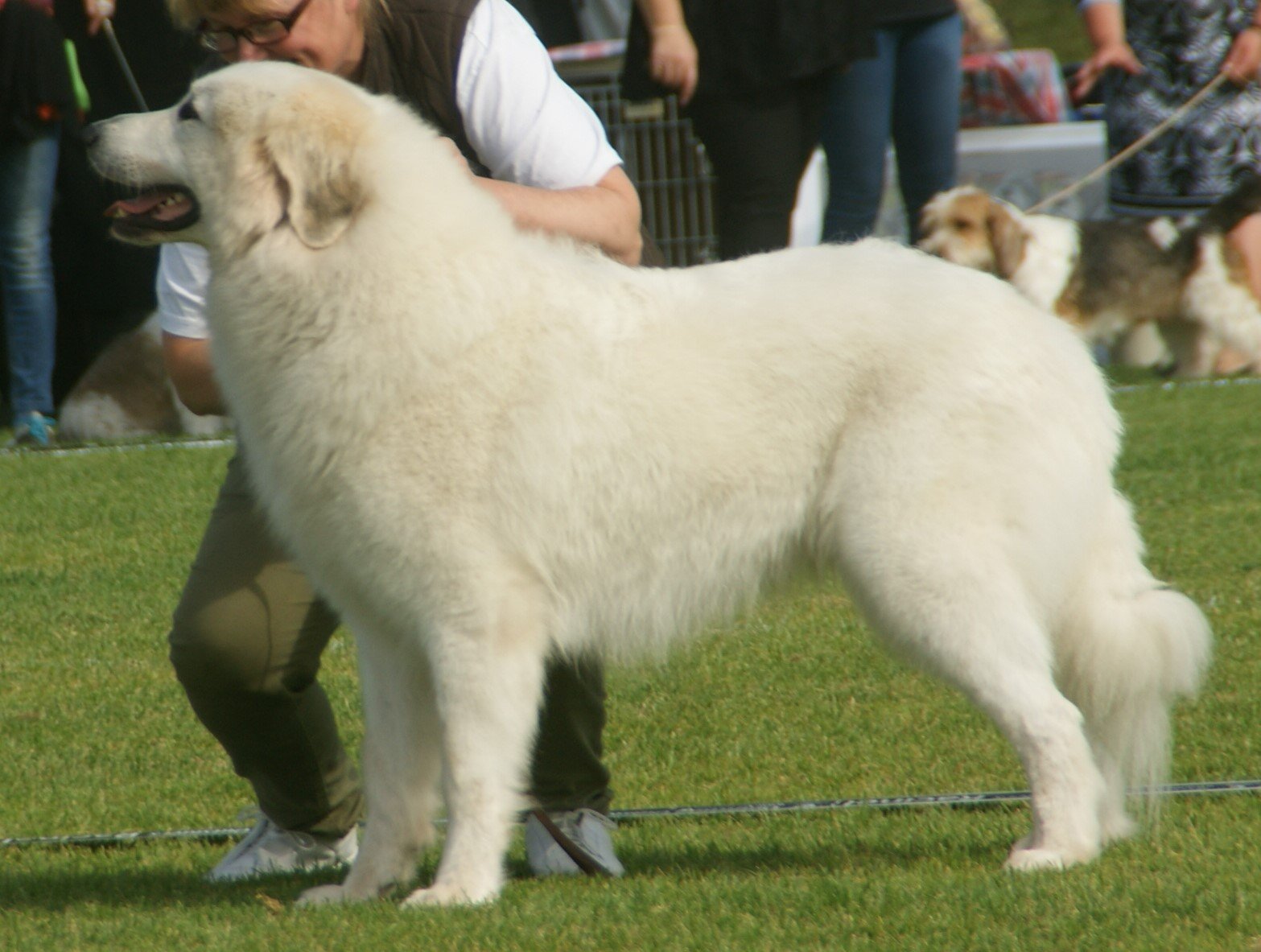 The Elegant Great Pyrenees (image credits: wikimedia)
