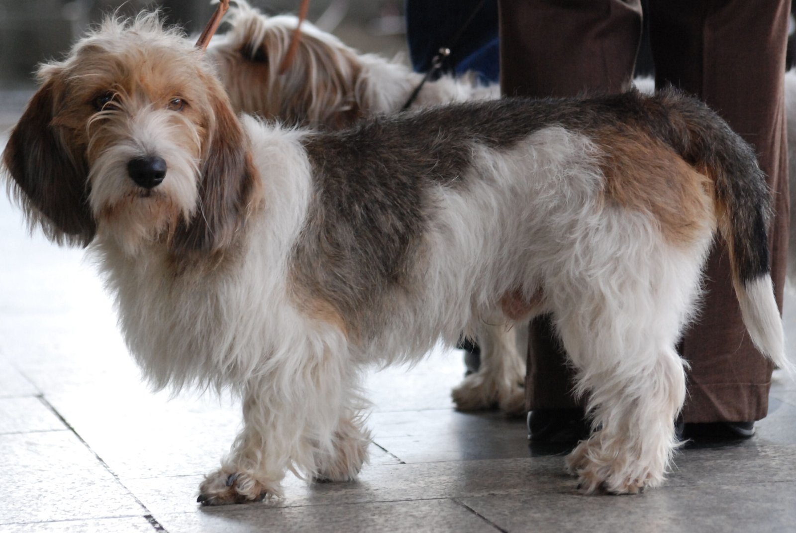 The Charming Petit Basset Griffon Vendéen (image credits: wikimedia)