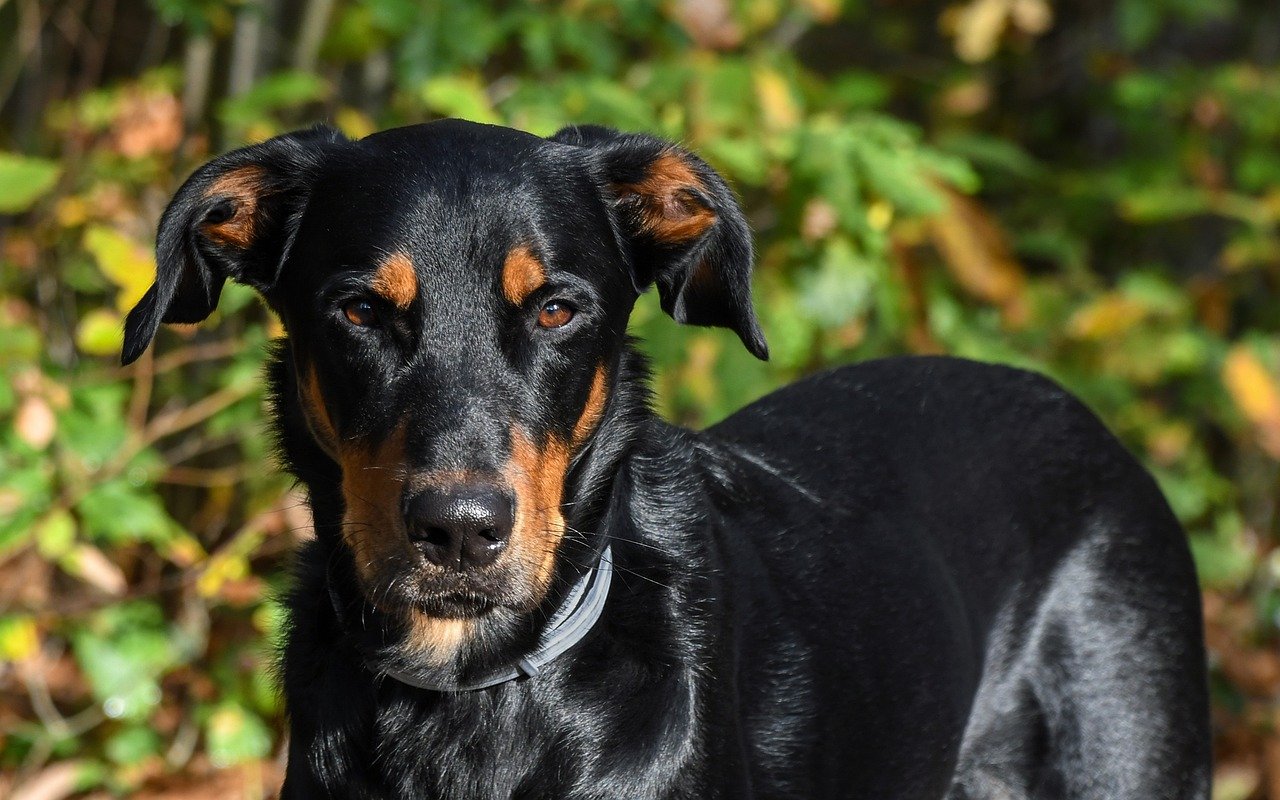 The Noble Beauceron (image credits: pixabay)