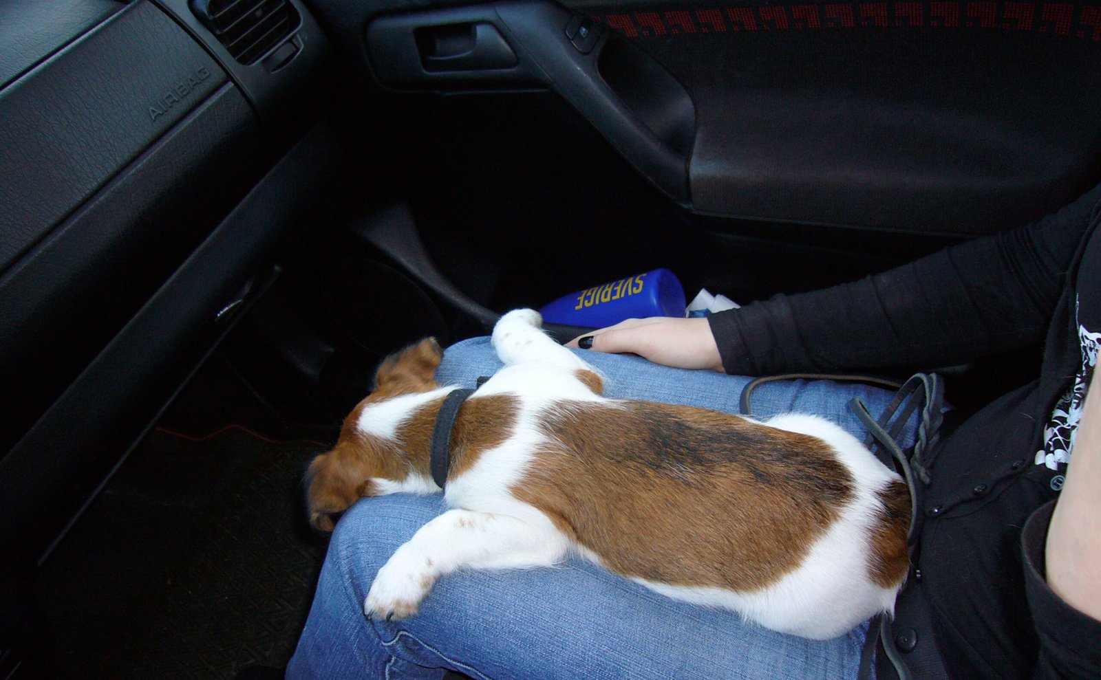 12 Adorable Reasons Why Terriers Make the Sweetest Companions