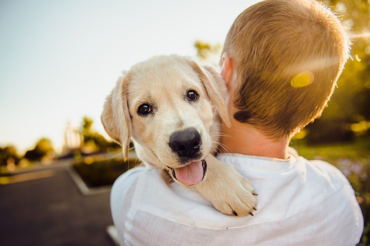 3. The Joyful Bark (image credits: pixabay)