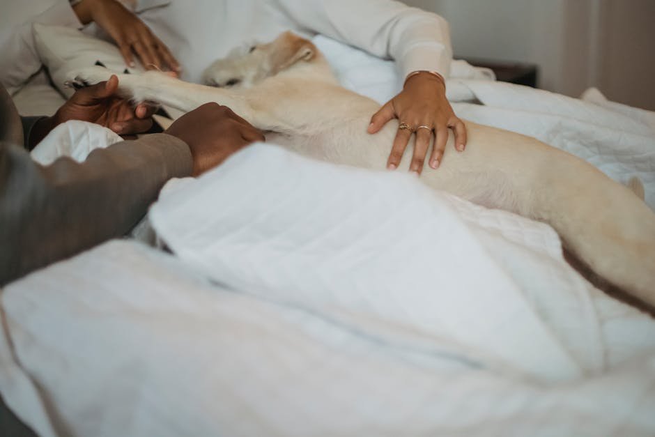 9. The Contented Cuddle (image credits: pexels)