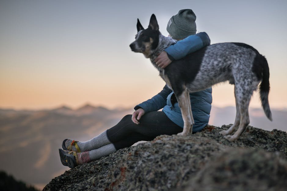 8 Inspirational Life Lessons Taught By The Australian Cattle Dog