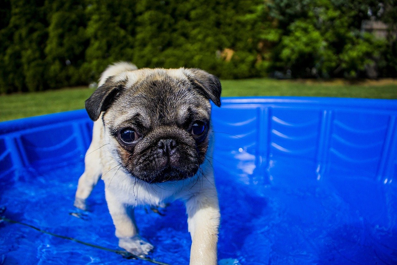Pug: The Snub-Nosed Struggler (image credits: pixabay)