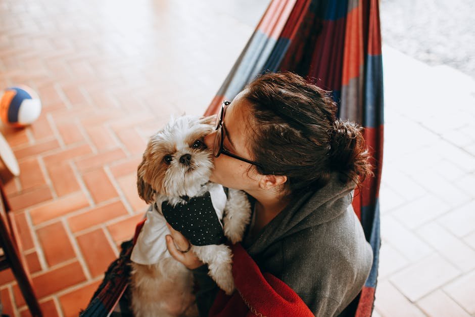 Shih Tzu: The Glamorous Non-Swimmer (image credits: pexels)